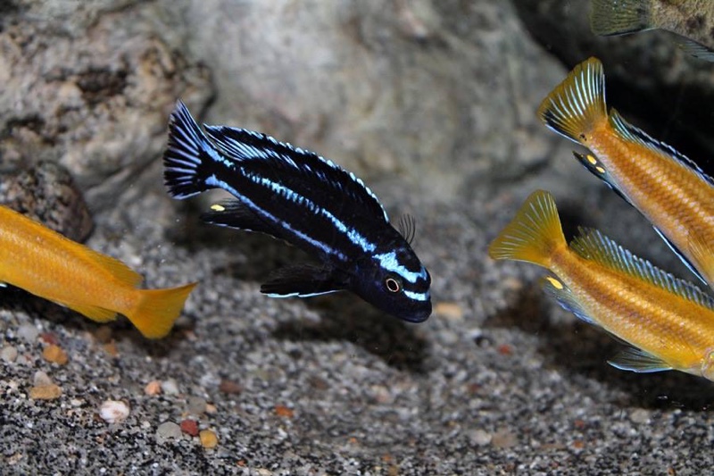 Pseudotropheus johannii